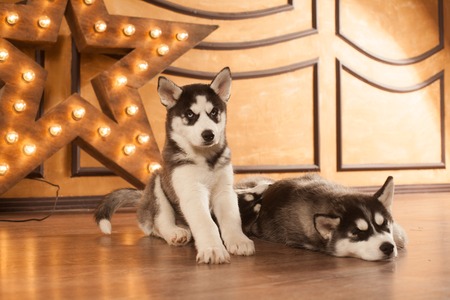 blue eyed beautiful husky puppies and lamp star on backgroundの写真素材