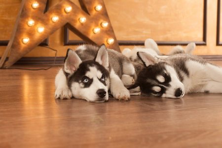 blue eyed beautiful husky puppies and lamp star on backgroundの写真素材