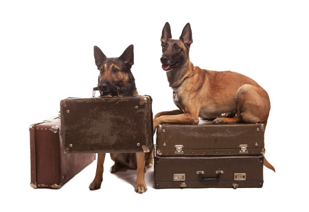 Two dogs sitting on backgroundの写真素材