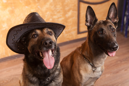 Two dog travelers with casees in eyeglassesの写真素材