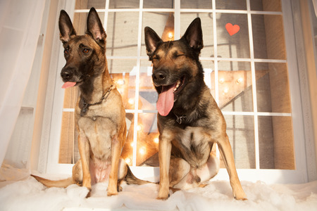 Two happy malinois dogs sitting on backgroundの写真素材