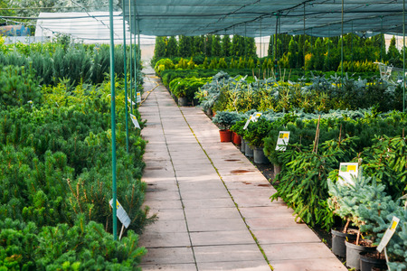beautiful indoor greenhouse market at summer gardenの写真素材