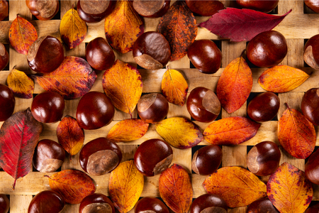 chestnuts and leaves, background, textureの写真素材