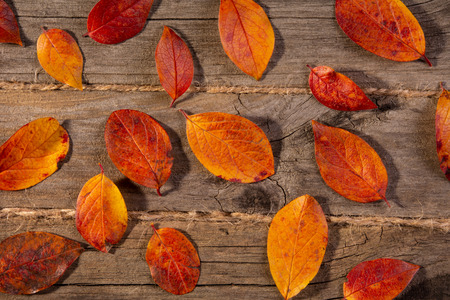 autumn leaves on wooden backgroundの写真素材