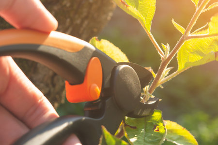 trimming bushes with garden shears early in the morning