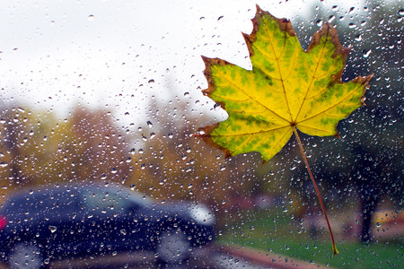 yellow leaf on the car glassの写真素材