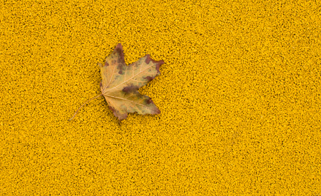 autumn maple leaf on the sports fieldの写真素材