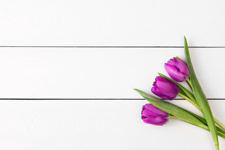 purple tulips on white wooden background with place for textの写真素材