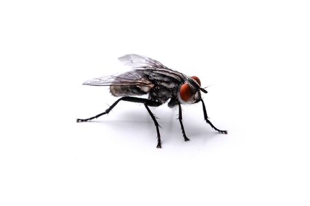 big fly on a white background close-upの写真素材