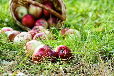 Freshly picked healthy organic apples on the grass. red apples spilled out onto the green grass from the basket.の写真素材
