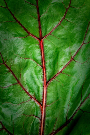 Close-up photograph of beetroot leaf with vignette. Top viewの写真素材