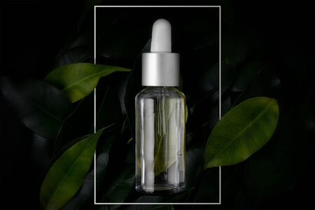Natural organic oil in a bottle on dark foliage. Bottle of bio oil in a metal frame on a dark backgroundの写真素材