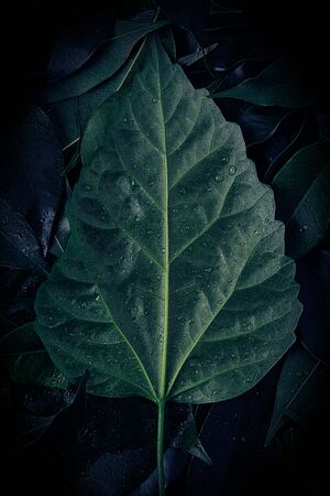 One large tropical leaf on a dark background close-up. Green leaf texture. Top viewの写真素材