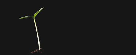 A young sprout grows from the soil with drops on the leaves.