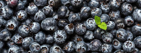 Fresh blueberries with green leaf.の写真素材