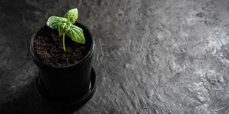 A lonely sprout in a black pot on a dark background with copies of space.の写真素材