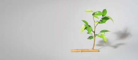 Young sprout growing from a withered branchの写真素材