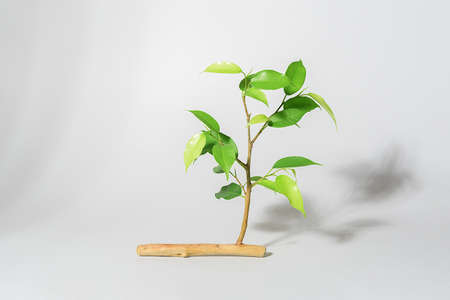 Young sprout growing from a withered branchの写真素材