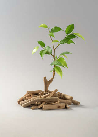 The creative concept of ecology. A young sprout growing out of withered sticks.の写真素材
