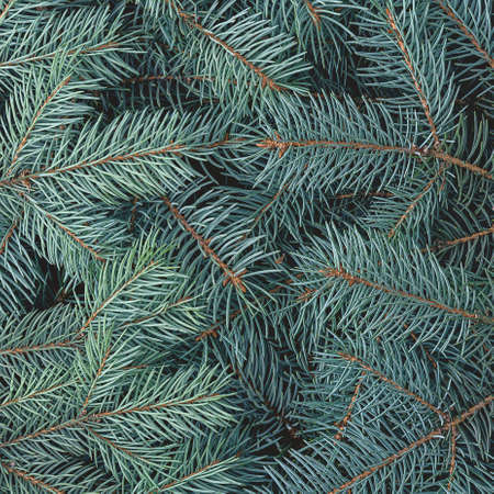 Christmas natural background and branches of a blue spruce.の写真素材
