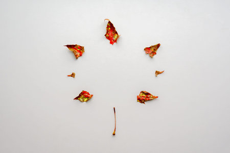 Creative minimalist falt lay. Maple leaf silhouette on gray background with copy space.の写真素材