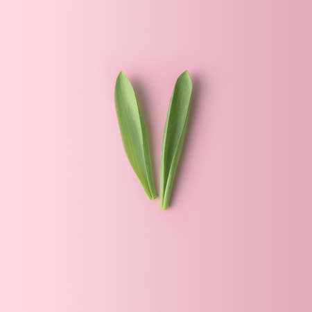Easter minimalist composition on pink background with empty space.Easter bunny ears top view.の写真素材