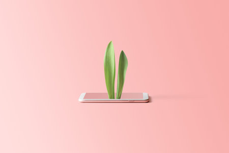 Easter online shopping concept with copy space on a pink background. Rabbit ears sticking out of the...