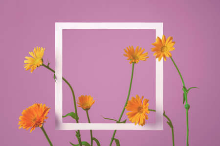 Floral composition with white square frame on purple background. creative floral layout.の写真素材