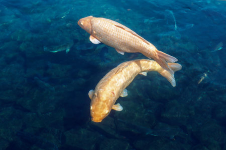 Two goldfish swim in the blue water with a copy of the space.