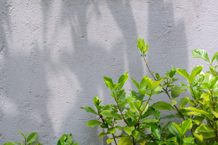 Concrete wall with shadows and leaves on a sunny day.
