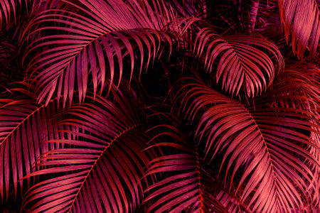 Creative tropical background of pink and purple palm leaves.の写真素材