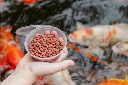Child's hand holds a jar of fish food against a background of koi fish. The process of feeding goldfish to a child.の写真素材