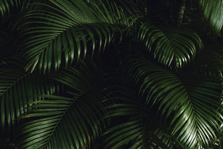 Dark green tropical leaves close-up. tropical forest.の写真素材