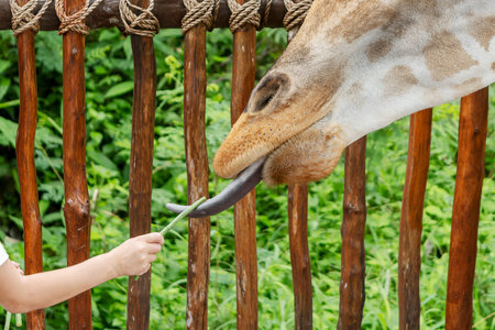 Child's hand feeding a giraffe at a farm or zoo, close-up.の写真素材