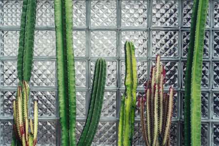 Different cacti against a wall of glass blocks. Concept of modern art.の写真素材