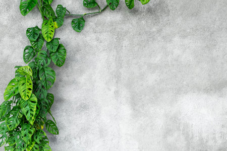Green monster growing along a gray concrete wall with a copy space.の写真素材