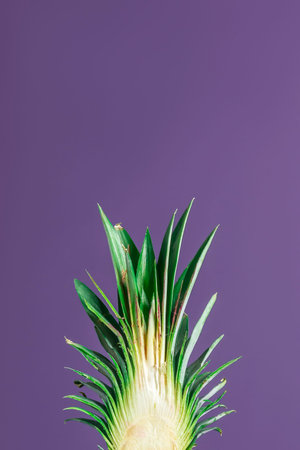Crown of pineapple cut lengthwise on purple background with copy space.