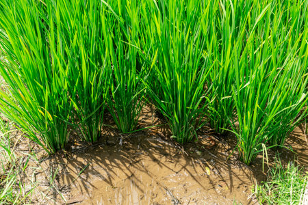 Photo of rice with a root system filled with water.の写真素材