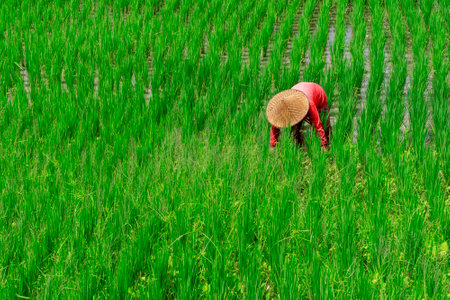 One farmer dressed in red is working in a rice field.の写真素材