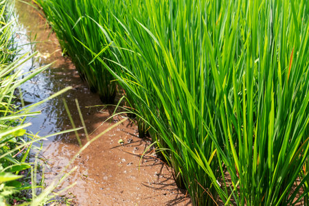 Photo of rice with a root system filled with water.の写真素材