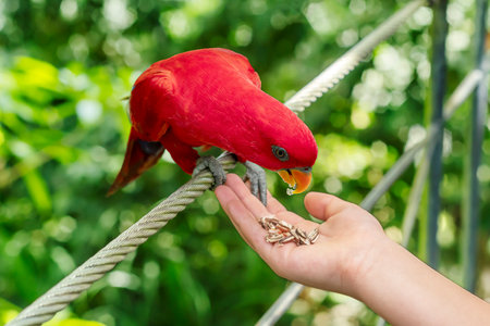 The process of feeding a parrot. Women's outstretched hand with food for the parrot.の写真素材