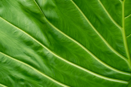 Texture of the leaf of a tropical plant. Macro photo of a tropical plant.の写真素材