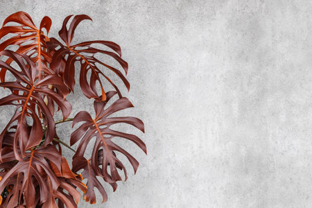 Dark red monster against a rough concrete wall with a copy space.の写真素材