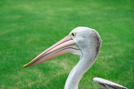 Funny pelican close-up on the background of green grass.の写真素材