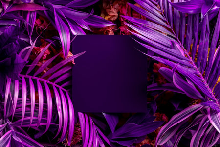 Creative fluorescent tropical leaf layout with a square note. Creative concept of nature.の写真素材
