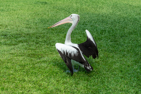Funny pelican in a fighting pose on the green grass.の写真素材