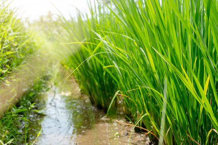 Photo of rice with a root system filled with water.の写真素材