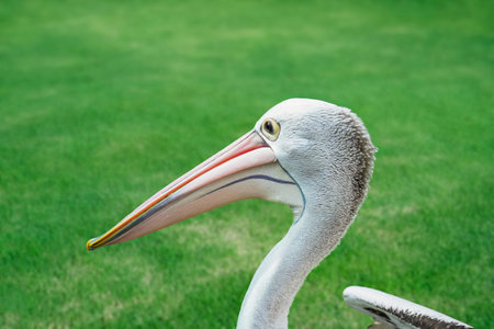 Funny pelican close-up on the background of green grass.の写真素材