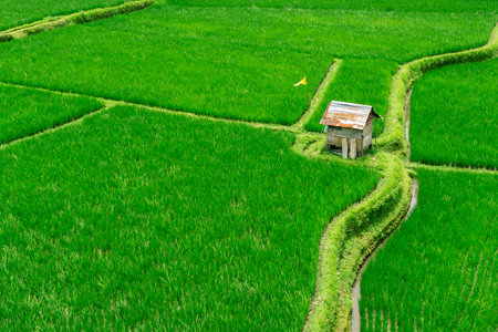 Aerial photo of a rice terrace with a small peasant house in the early morning.の写真素材
