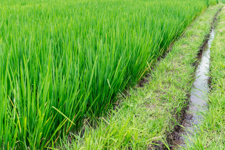 Photo of rice with a root system filled with water.の写真素材